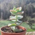 Crassula Perforata