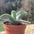 Crassula Falcata