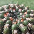 Cactus Parodia Ottonis