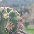 Cactus Echinopsis Tubiflora
