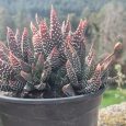Cactus Haworthia Coarctata