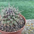 Cactus Mammillaria Karwinskiana