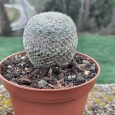 Cactus Mammillaria Haageana