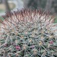 Cactus Mammillaria Dioica