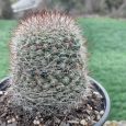 Cactus Mammillaria Dioica