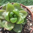 Cactus Haworthia Retusa