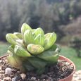 Cactus Haworthia Retusa