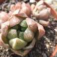 Cactus Haworthia Cymbiformis