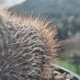 Cactus Mammillaria Spinosissima f. Rubrispina Cristata