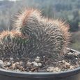 Cactus Mammillaria Spinosissima f. Rubrispina Cristata