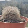Cactus Eriosyce Senilis