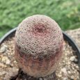 Cactus Echinocereus Rigidissimus