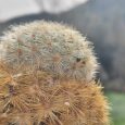 Cactus Mammillaria Carmenae