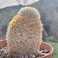 Cactus Mammillaria Carmenae