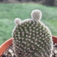 Cactus Opuntia Microdasys var. Albispina