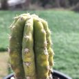 Cactus Trichocereus sp.