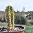 Cactus Trichocereus sp.