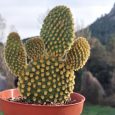 Cactus Opuntia Microdasys