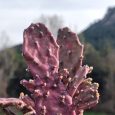 Cactus Opuntia Monacantha