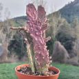 Cactus Opuntia Monacantha