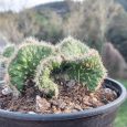 Cactus Opuntia Cylindrica Minor Cristata