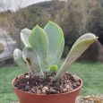 Cactus Kalanchoe Thyrsiflora