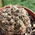 Cactus Gymnocalycium Quehlianum