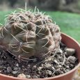 Cactus Gymnocalycium Quehlianum