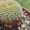 Cactus Rebutia Minuscula