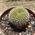 Cactus Rebutia Minuscula