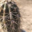 Cactus Stetsonia Coryne