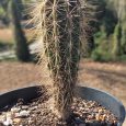 Cactus Stetsonia Coryne