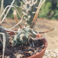 Cactus Tephrocactus articulatus var. papyracanthus