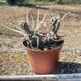 Cactus Tephrocactus articulatus var. papyracanthus