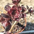 Suculenta Aeonium arboreum var. atropurpureum