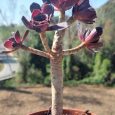Suculenta Aeonium arboreum var. atropurpureum