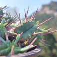 Suculenta Euphorbia Aggregata