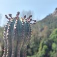 Cactus Euphorbia Obesa Hook. f.