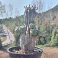 Cactus Euphorbia Obesa Hook. f.