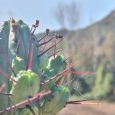 Cactus Euphorbia Heptagona