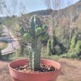 Cactus Euphorbia Heptagona