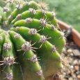 Cactus Echinopsis Oxygona