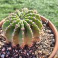 Cactus Echinopsis Oxygona