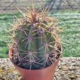 Cactus Echinopsis Terscheckii