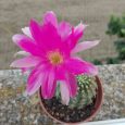 Cactus Echinopsis Backebergii