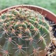 Cactus Echinopsis Backebergii