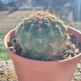 Cactus Echinopsis Backebergii