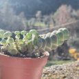 Cactus Crassula Barklyi