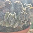 Cactus Crassula cv. Ivory pagoda