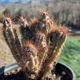 Cactus Cereus Repandus var. Monstrosus